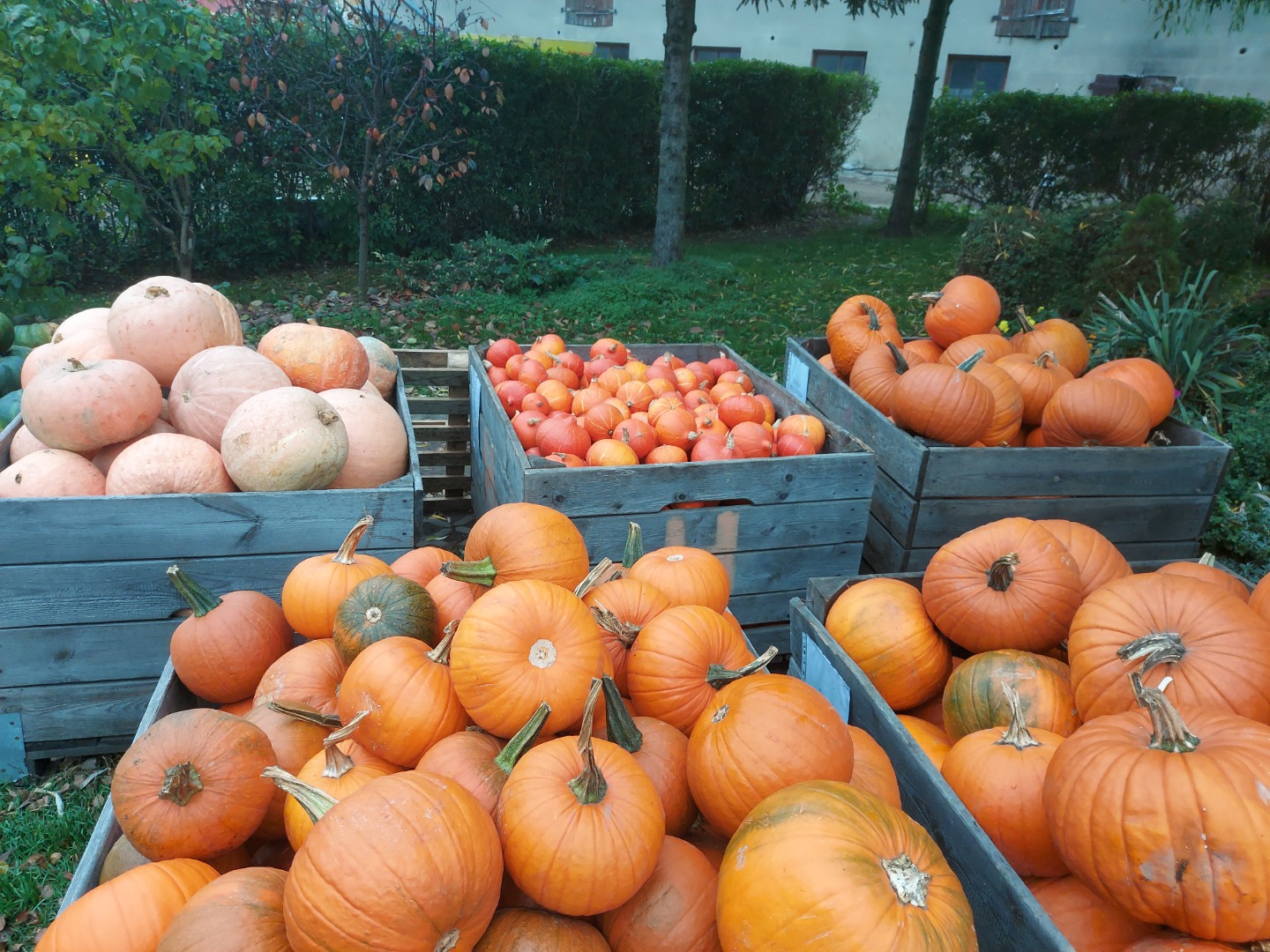 Vendo calabaza industrial de las variedades halloween, bambino y moscatel