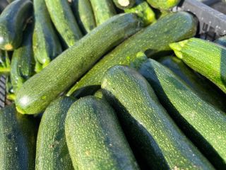 Perseverancia de calabacín cultivado y producido en Italia, el