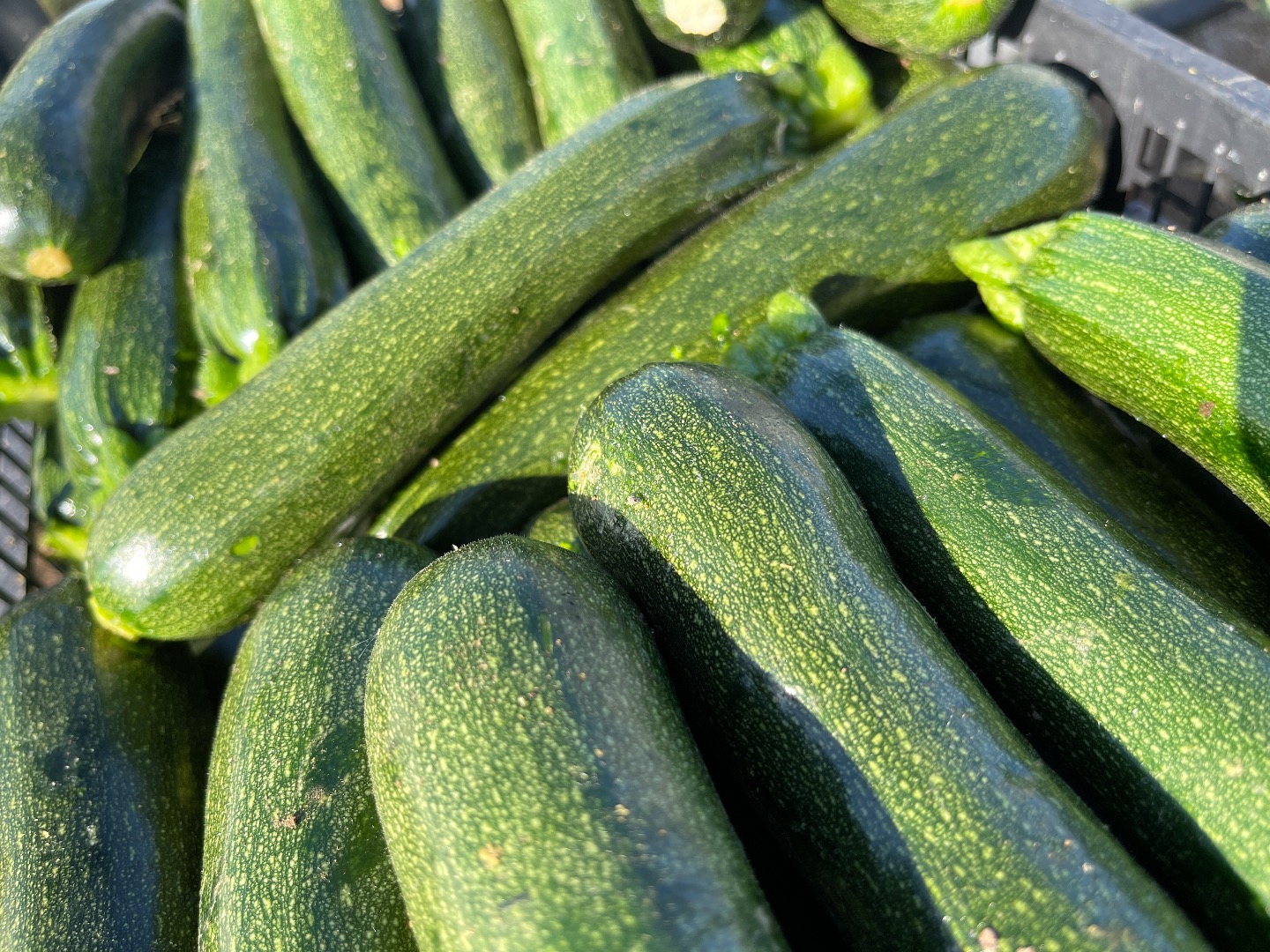 Perseverancia de calabacín cultivado y producido en Italia, el sur de Sicilia, Pachino
