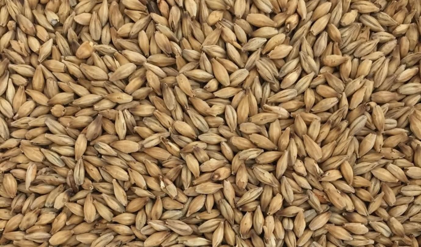 Nuestra malta es grano de cebada que ha sido especialmente preparado para la elaboración de cerveza