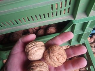 Venderé Nueces Ordinarias visibles en la foto. La nuez