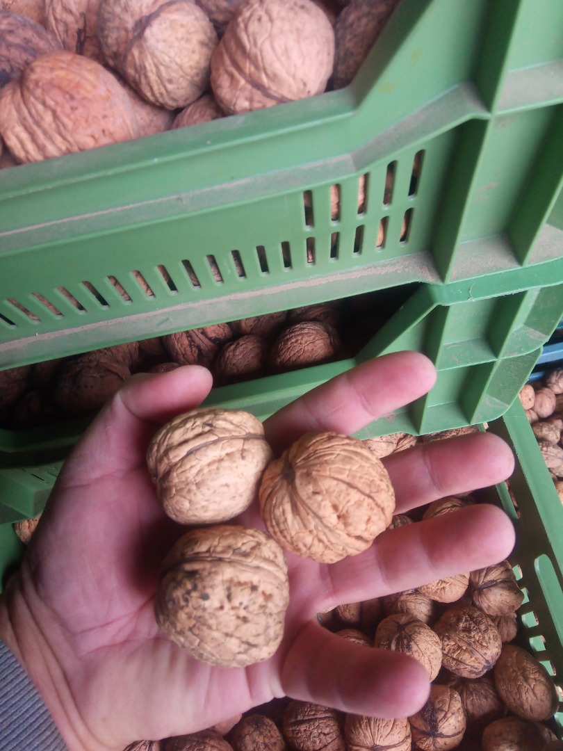 Venderé Nueces Ordinarias visibles en la foto