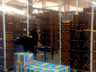 Naranja Basora Temporada de diciembre a febrero Calibres 32,36,42,48,56,72,80