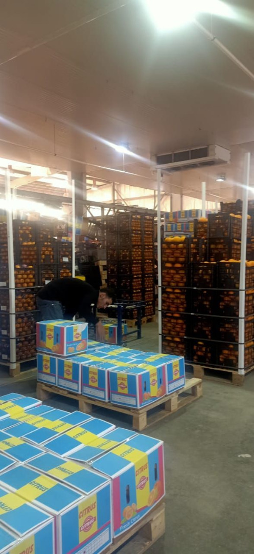 Naranja Basora Temporada de diciembre a febrero Calibres 32,36,42,48,56,72,80 Peso caja 15 kg, 7,5 kg Peso contenedor 24 t netas Naranja Valencia (verano)