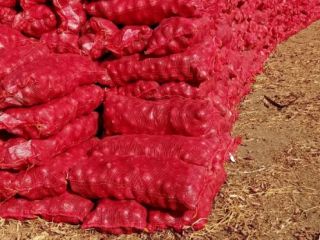 Cebolla morada Tamaños: Según deseo del cliente Empaque: bolsas