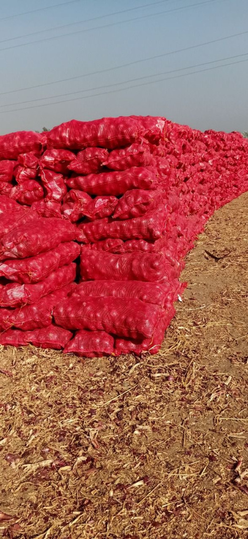 Cebolla morada Tamaños: Según deseo del cliente Empaque: bolsas de 20 y 25 kg Semanal Cantidad: 1-5 envases Calidad: muy buena, sin carbón