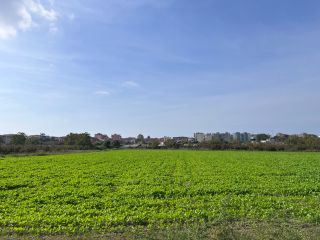 Vendo brócoli como nabo lote entero 15.000 m