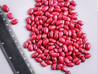 La empresa comercial "Frijoles_de_kirguistan" se dedica con éxito a