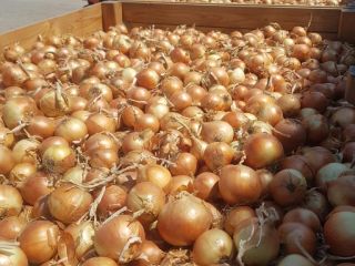 Estamos vendiendo cebolla rumana (amarilla y roja). Envasado en