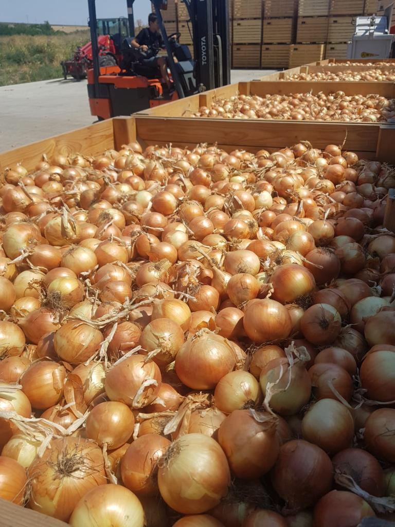 Estamos vendiendo cebolla rumana (amarilla y roja)