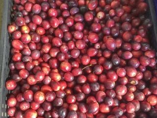 Venderé unos 200 kg de arándanos grandes. Productos muy