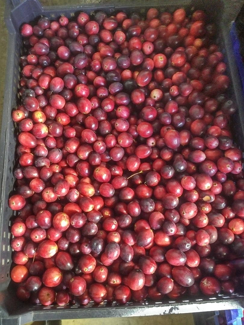 Venderé unos 200 kg de arándanos grandes