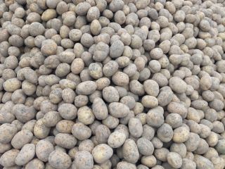 Venderé papas del tamaño de una semilla de papa.