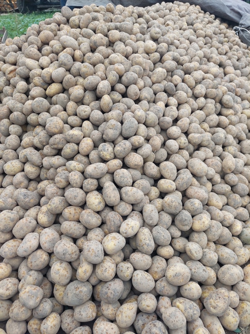 Venderé papas del tamaño de una semilla de papa