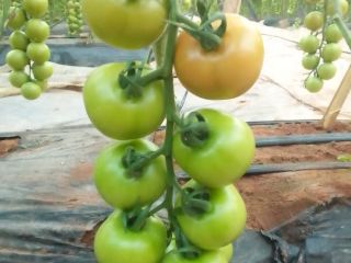 Tomates de Marruecos