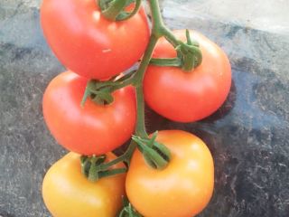 Tomates de Marruecos