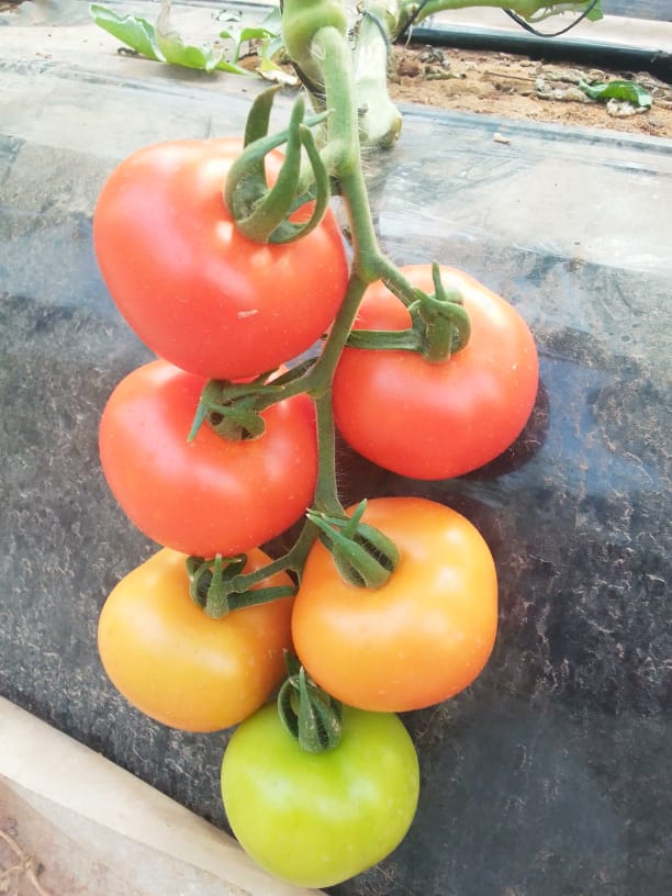 Tomates de Marruecos
