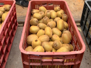 Cada año producimos KIWI en Irán alrededor de 80