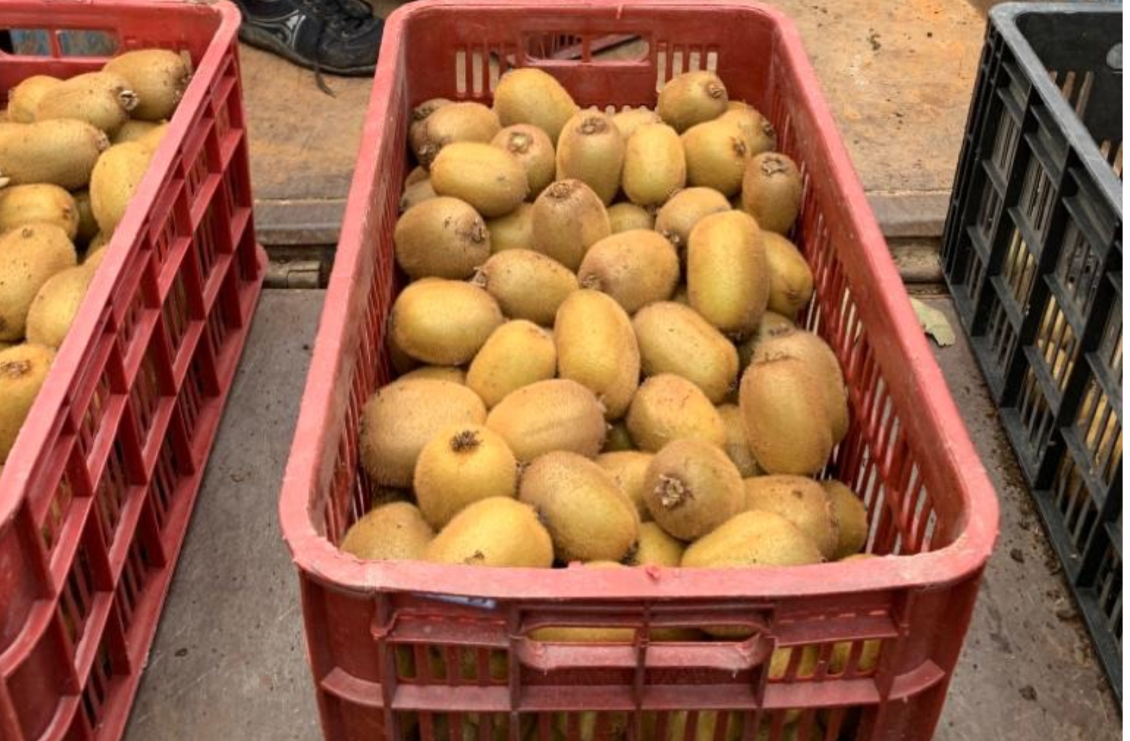 Cada año producimos KIWI en Irán alrededor de 80 TONELADAS, garantizamos que nuestro KIWI es el mejor sin hormonas ni nada que haga que el KIWI no sea natural
