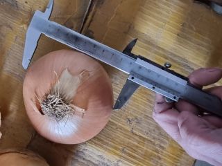 Cebolla de bulbo al por mayor del fabricante. Envasado