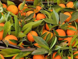 Mandarinas, clementinas, naranjas nuevas... todo fresco directamente de la