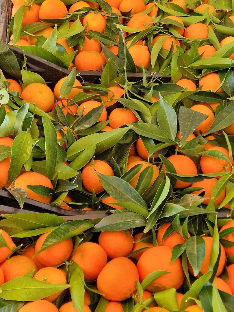 Mandarinas, clementinas, naranjas nuevas..