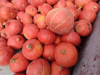 Tengo calabazas a la venta, unas 60 toneladas, variedad