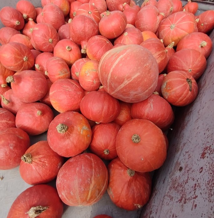 Tengo calabazas a la venta, unas 60 toneladas, variedad Hokkaido, con certificado orgánico, diferentes calibres, precio negociable