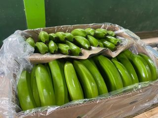 EMPRESA PRODUCTORA DE BANANO EN ECUADOR BUSCAMOS NUEVOS CLIENTES