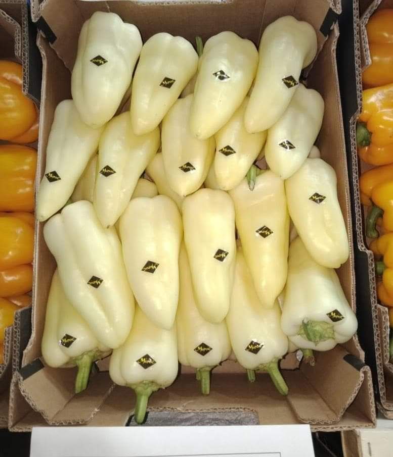 Pimienta blanca, país: Marruecos