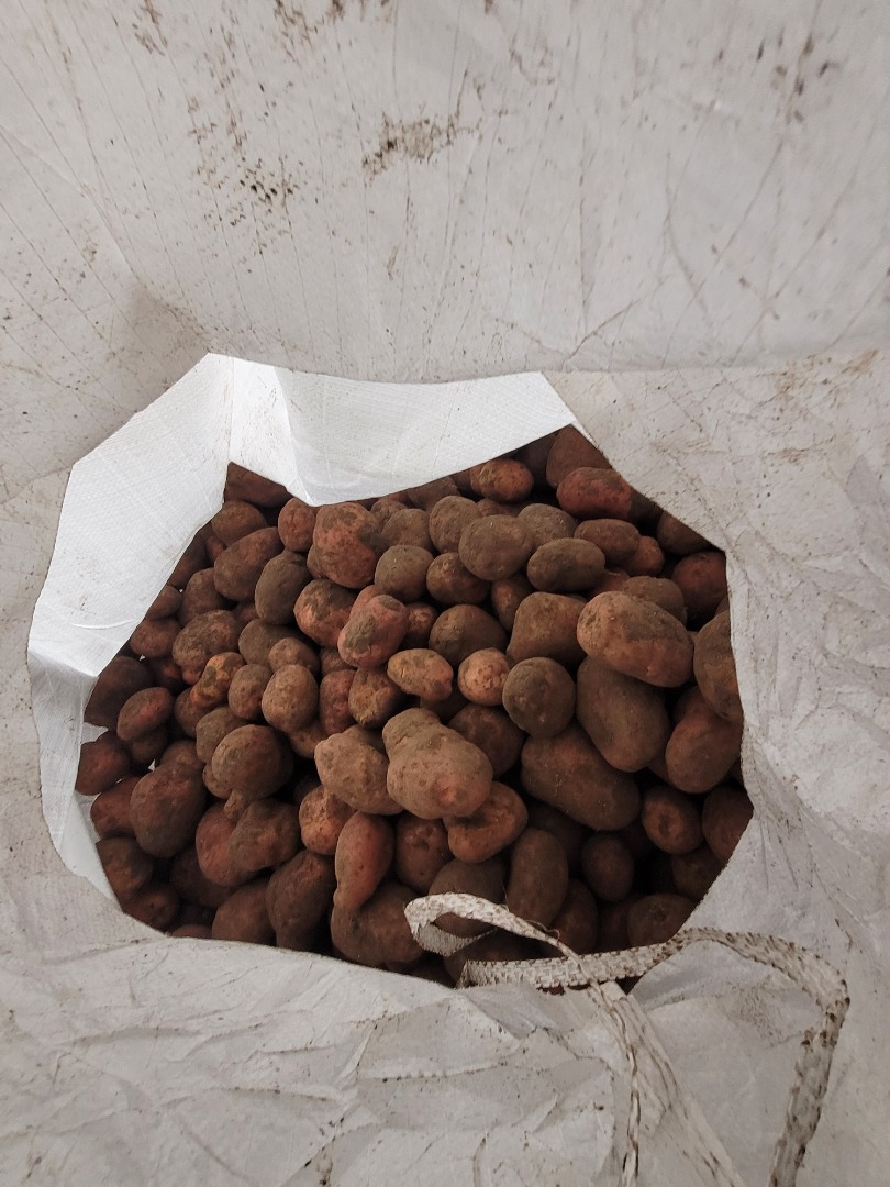 Hola vendo papas bellarosa 12ton big bag