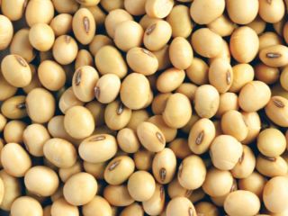 Somos productores directos y exportadores de soja de origen