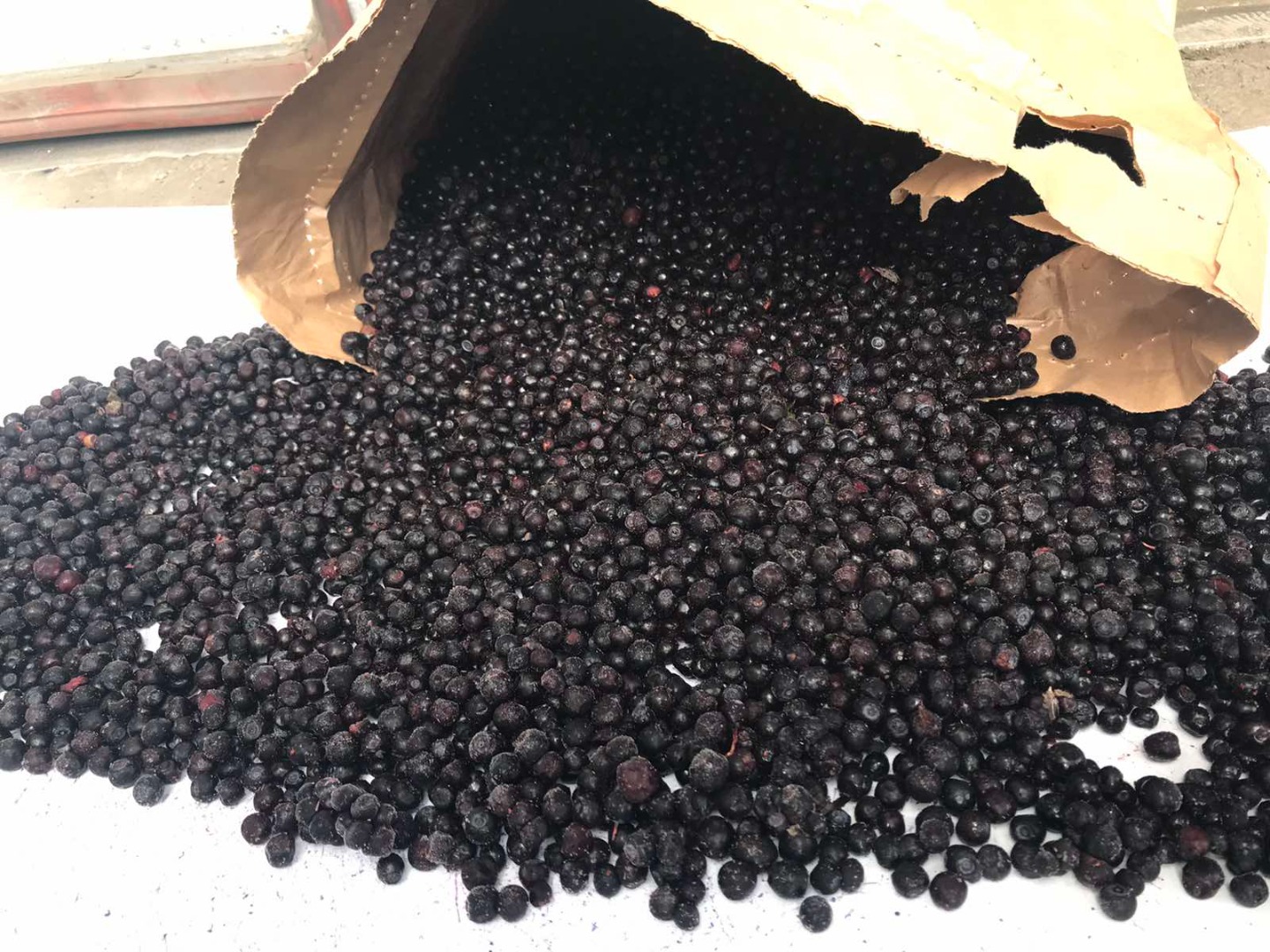 Venderé arándanos silvestres