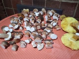 Boletus aerius, totalmente salvajes, recolectados en la sierra de