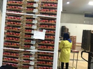 Fresas naturales de alta calidad, envíos a todo el