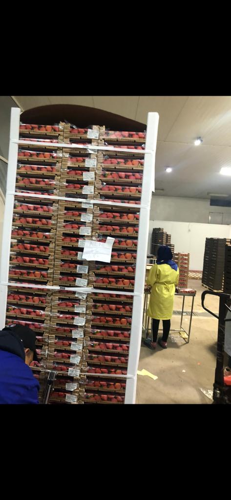 Fresas naturales de alta calidad, envíos a todo el mundo y empaques personalizados