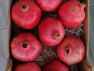 Entregaré granadas orgánicas frescas directamente del productor, muy sabrosas