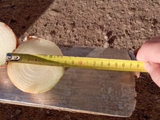 Cebolla de Bielorrusia, calibre 6-8. Saco de 15 kilos.