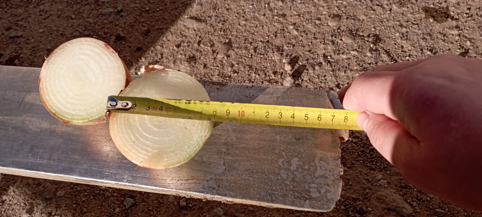 Cebolla de Bielorrusia, calibre 6-8