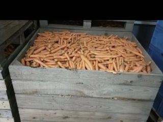 Venderé zanahorias de desecho. Cantidades de toneladas