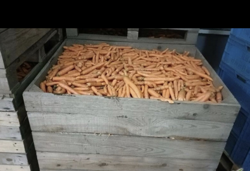 Venderé zanahorias de desecho