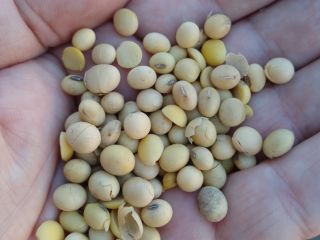 Venderé soja. Humedad 11% Proteína 34,6% Impurezas 3,5%
