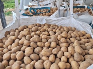 Ofrecemos papas amarillas y rojas de diversas variedades. Disponibles