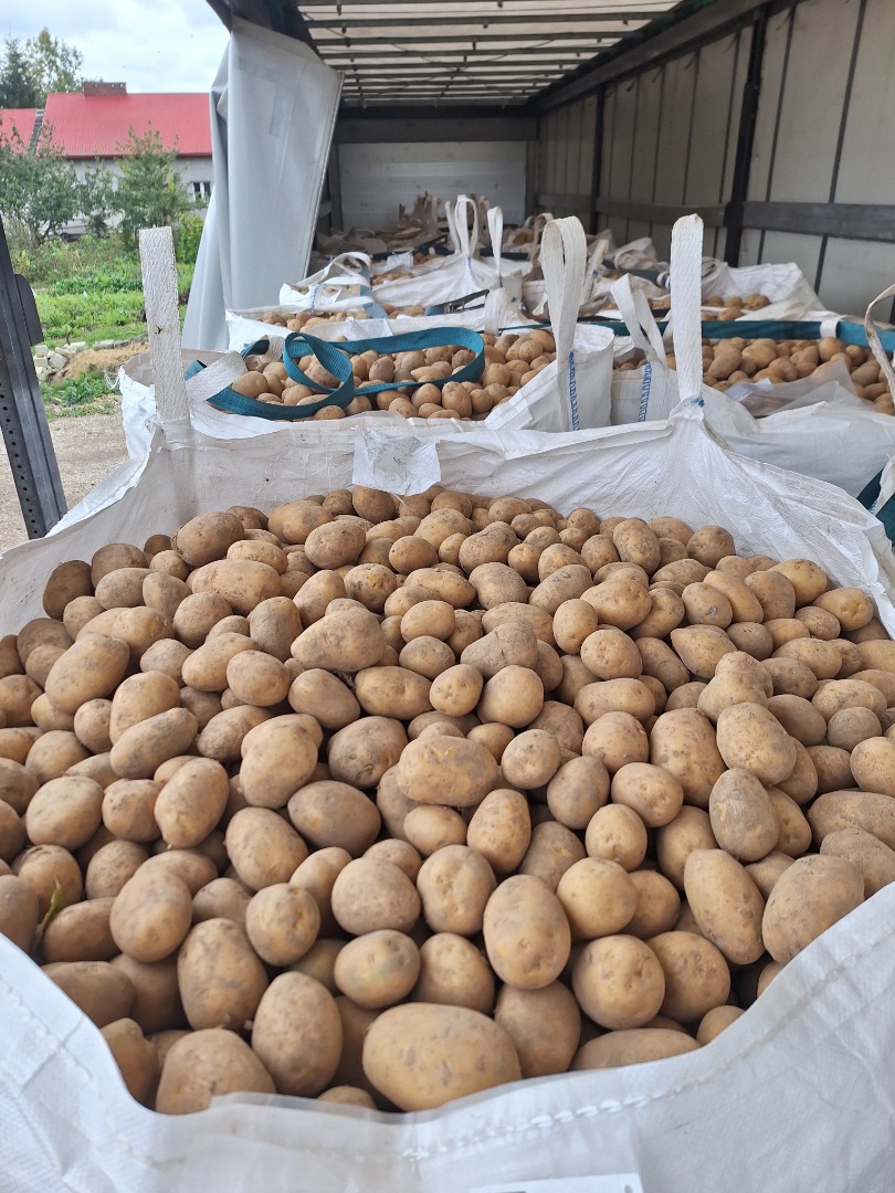 Ofrecemos papas amarillas y rojas de diversas variedades