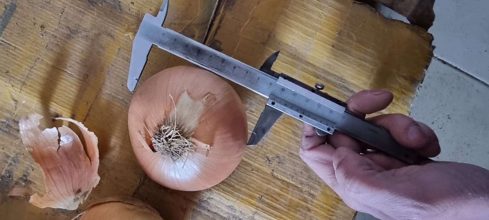 Cebolla de bulbo al por mayor del fabricante