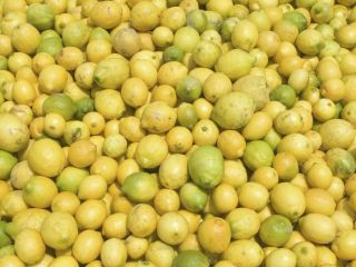 Compraremos limón, naranja, mandarina, lima, pomelo rojo, clase II