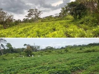 Batata de Camerún sin abono químico. Producto biológico