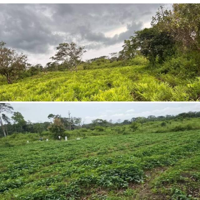 Batata de Camerún sin abono químico