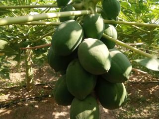 Deliciosas papayas red lady de primera calidad. una vez