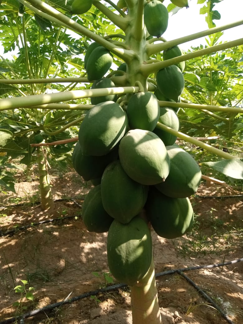 Deliciosas papayas red lady de primera calidad